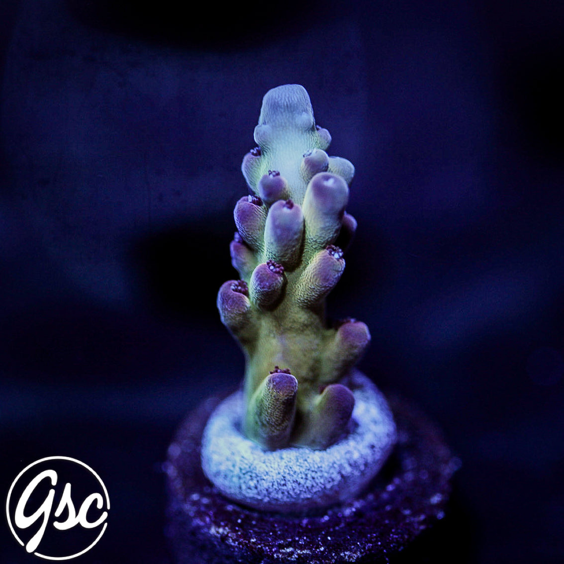 GSC Golden Frieza Acro #1 (New Release)