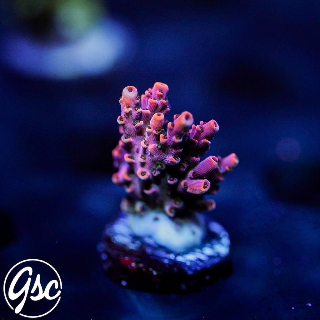 GSC Plasma Prism Acro #1 (Hyacinthus) -  NEW RELEASE