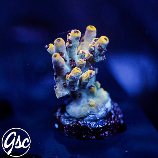 UC Pikachu Acro #1
