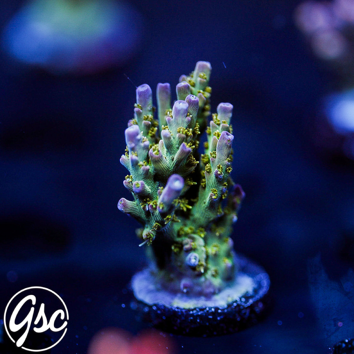 TSA The Fuzz Acro #1