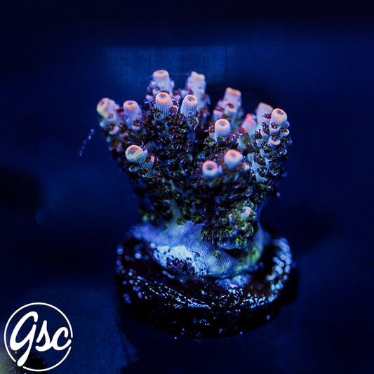 WWC WOW Acro #1