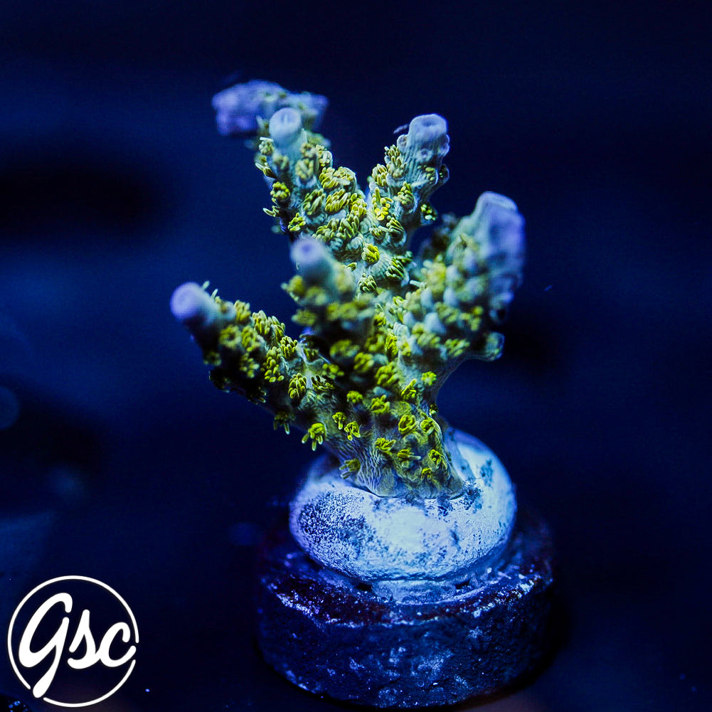 POTO Side Chick Acro #2