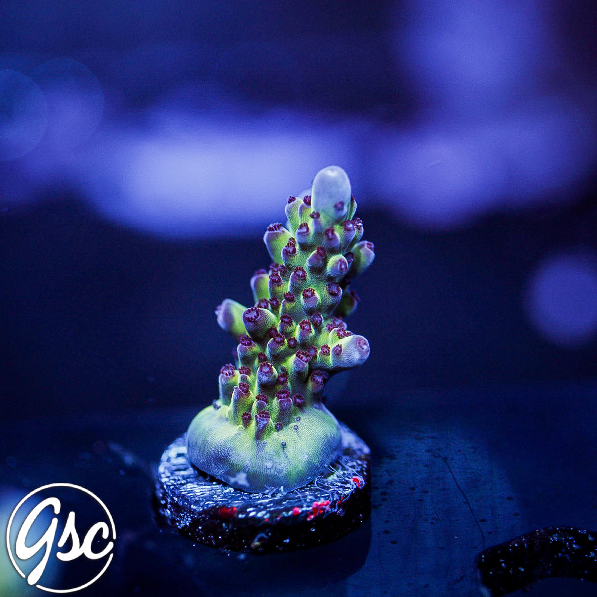 GSC Rainbow Delight 2.0 Acro #2