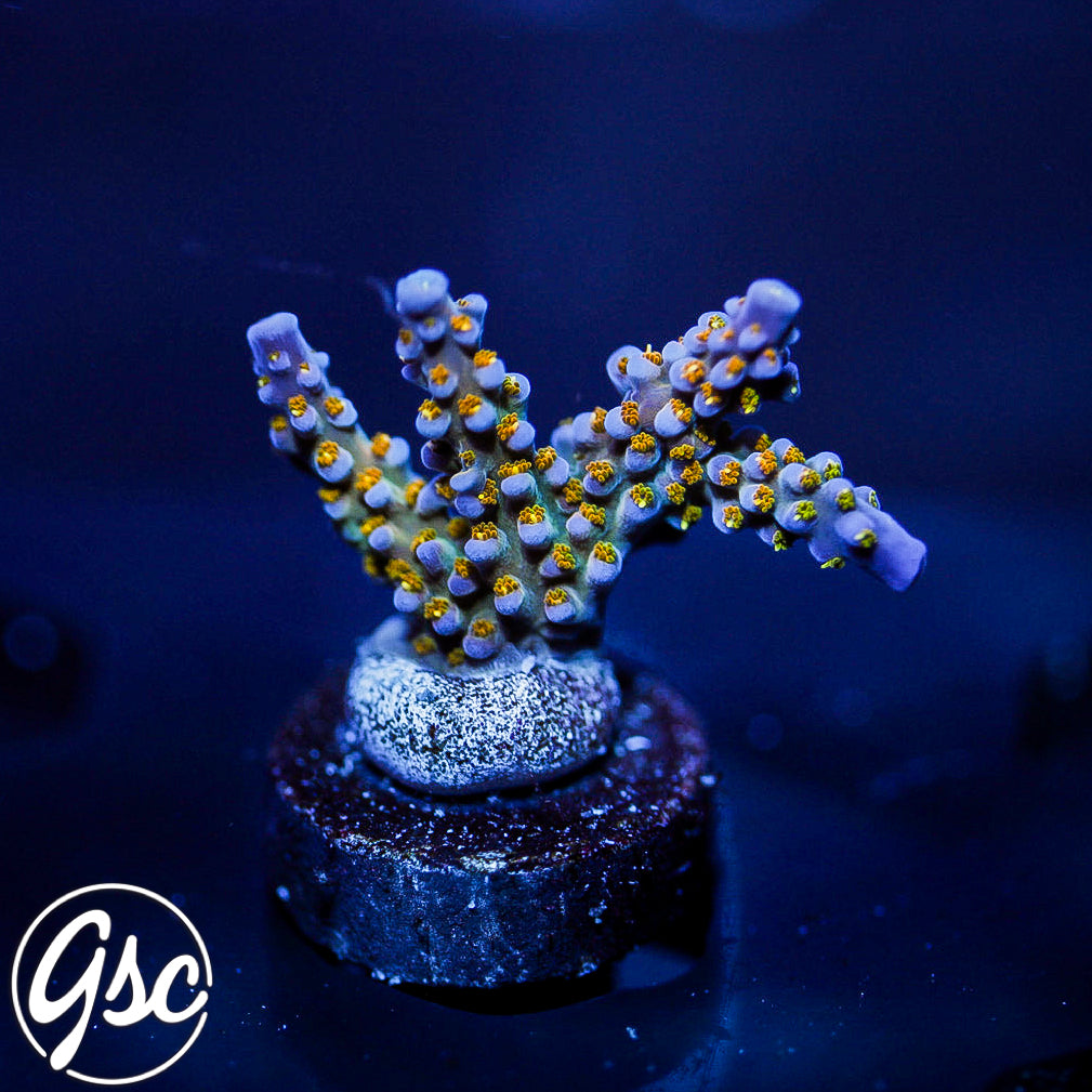 WWC All Star Acro #1