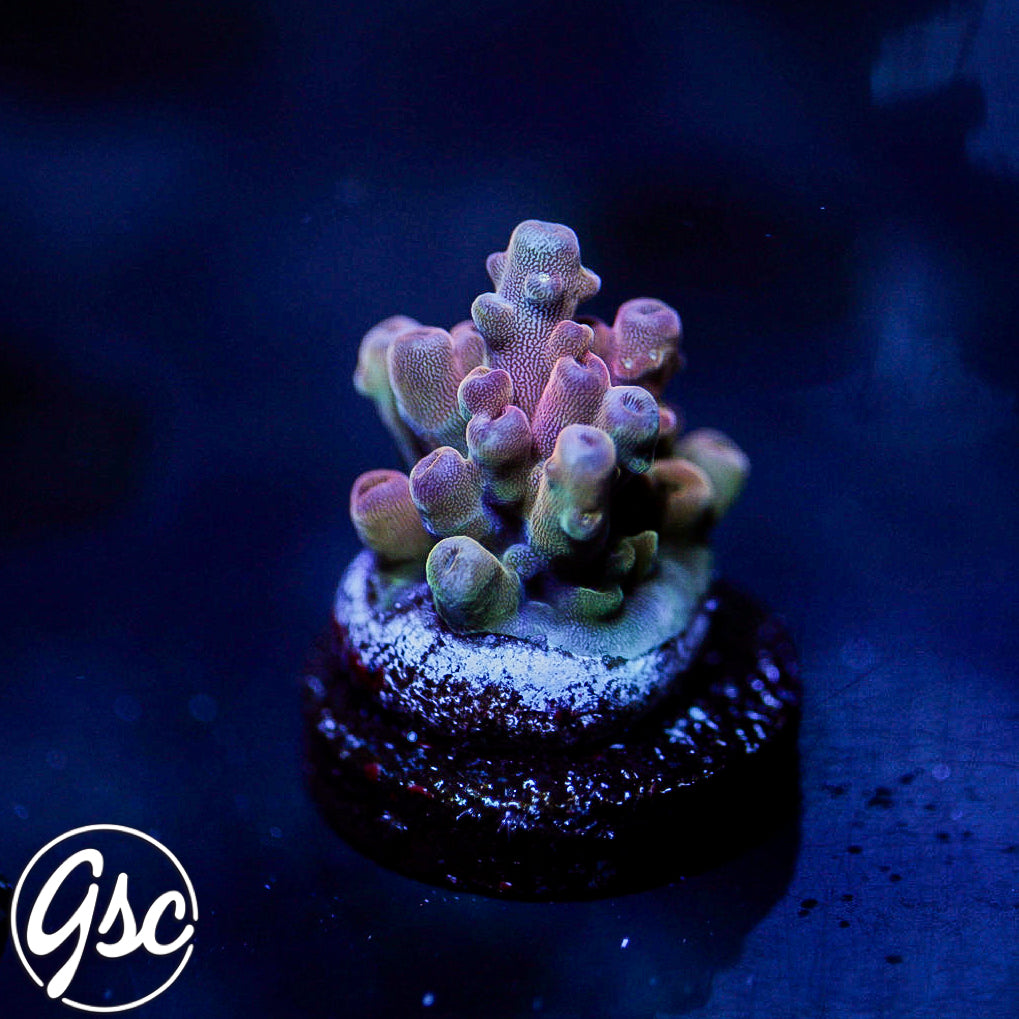 POTO Flamethrower Acro #3