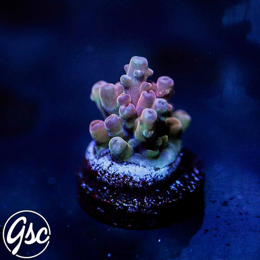 POTO Flamethrower Acro #3
