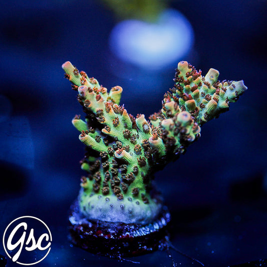 GSC Cell Max Acro #3