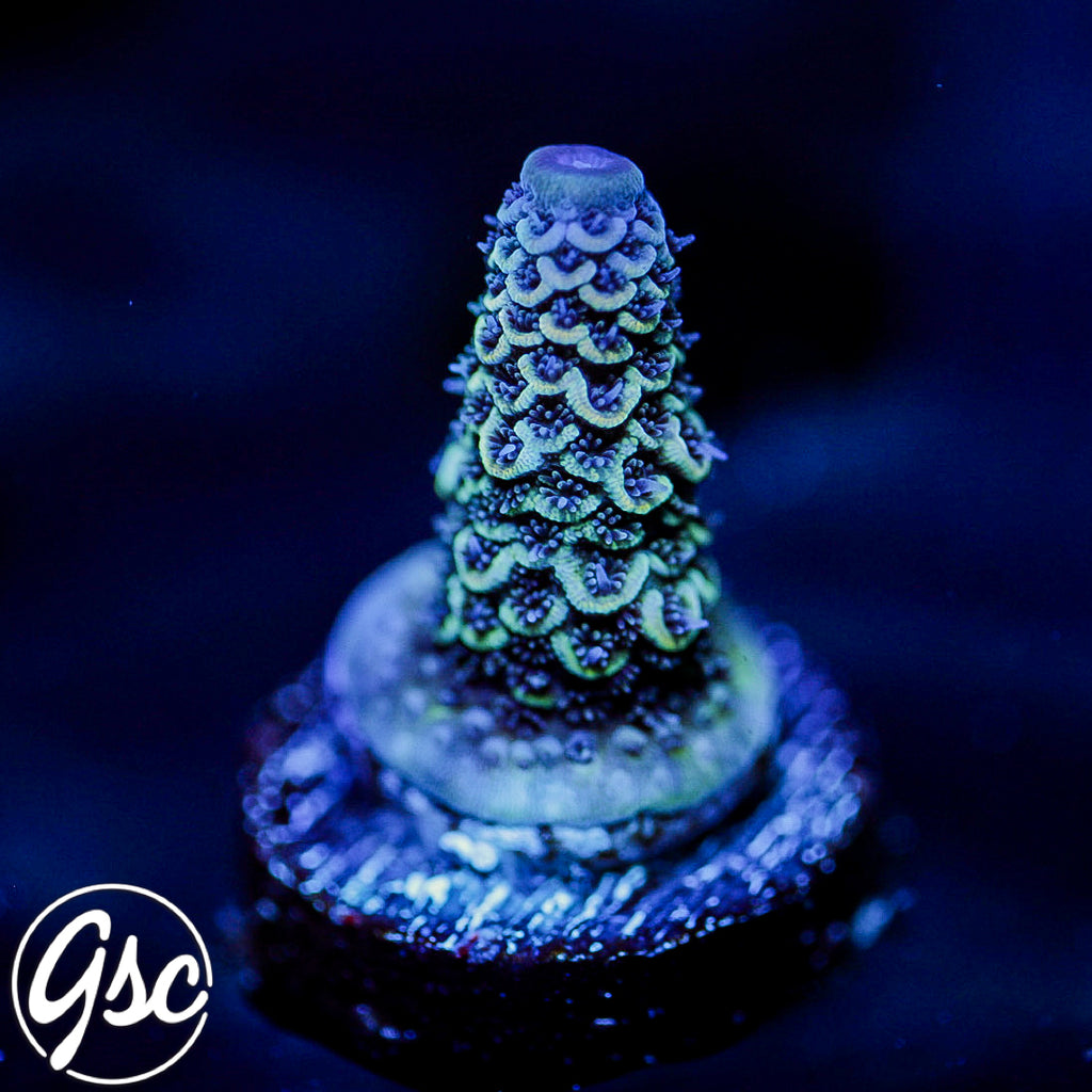 Raising Reefs Blue Flame Acro #1