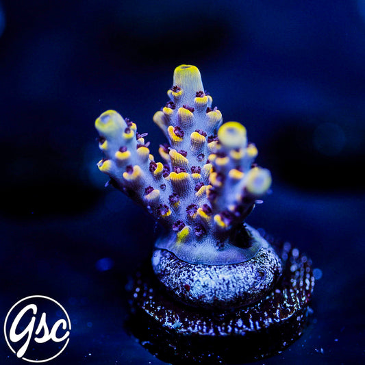 Z's Blue Floyd Acro #1
