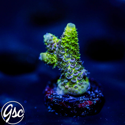 ReefWorks College Fund Acro #3