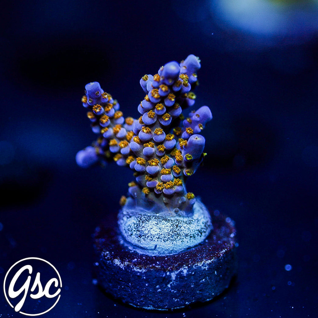 WWC All Star Acro #3