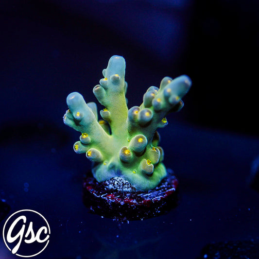 Defugiums Morning Star Acro #1 (Chunky)
