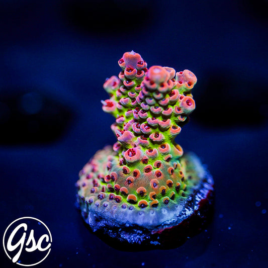 TSA Princess Peach Acro #1
