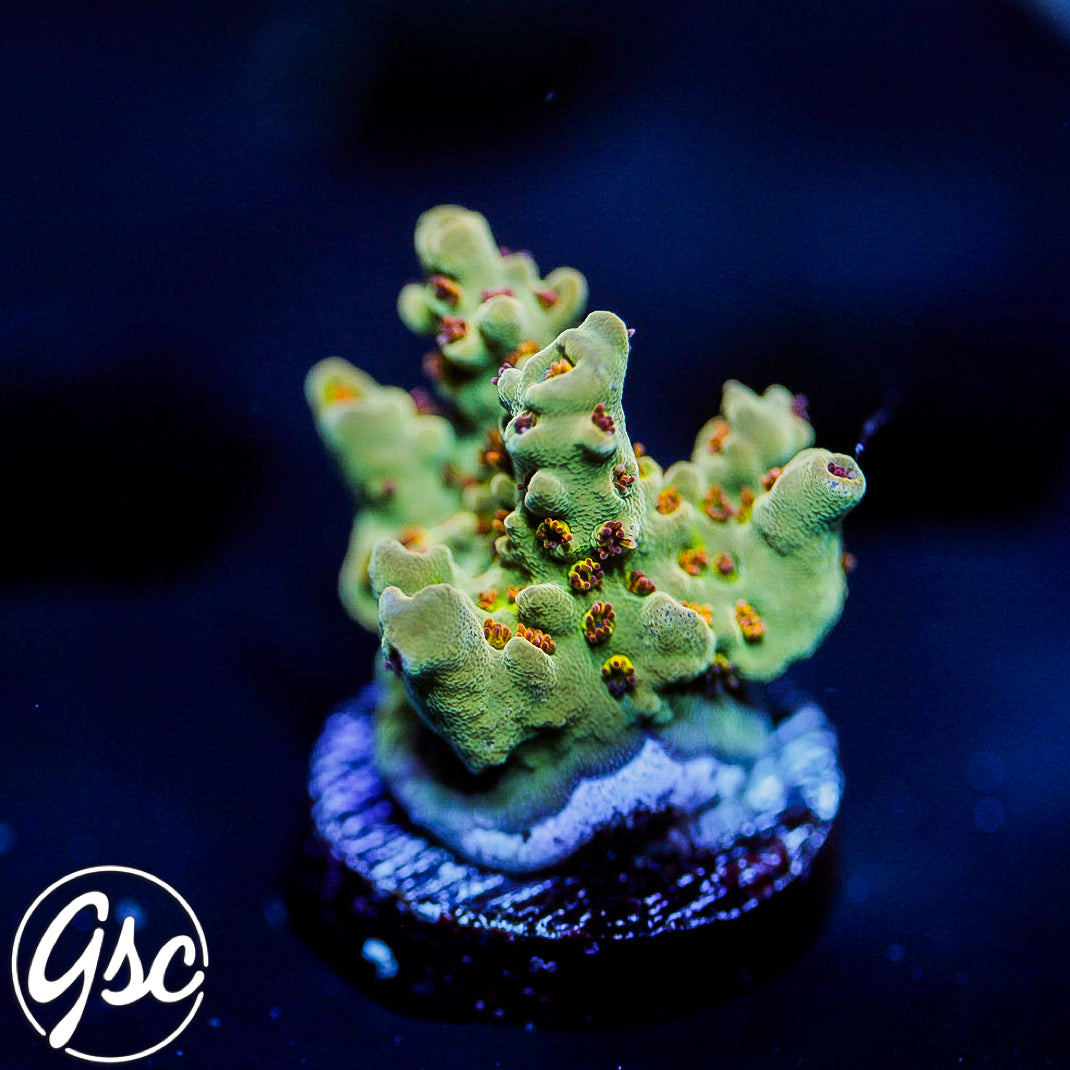 RMF Red Devil Acro #1