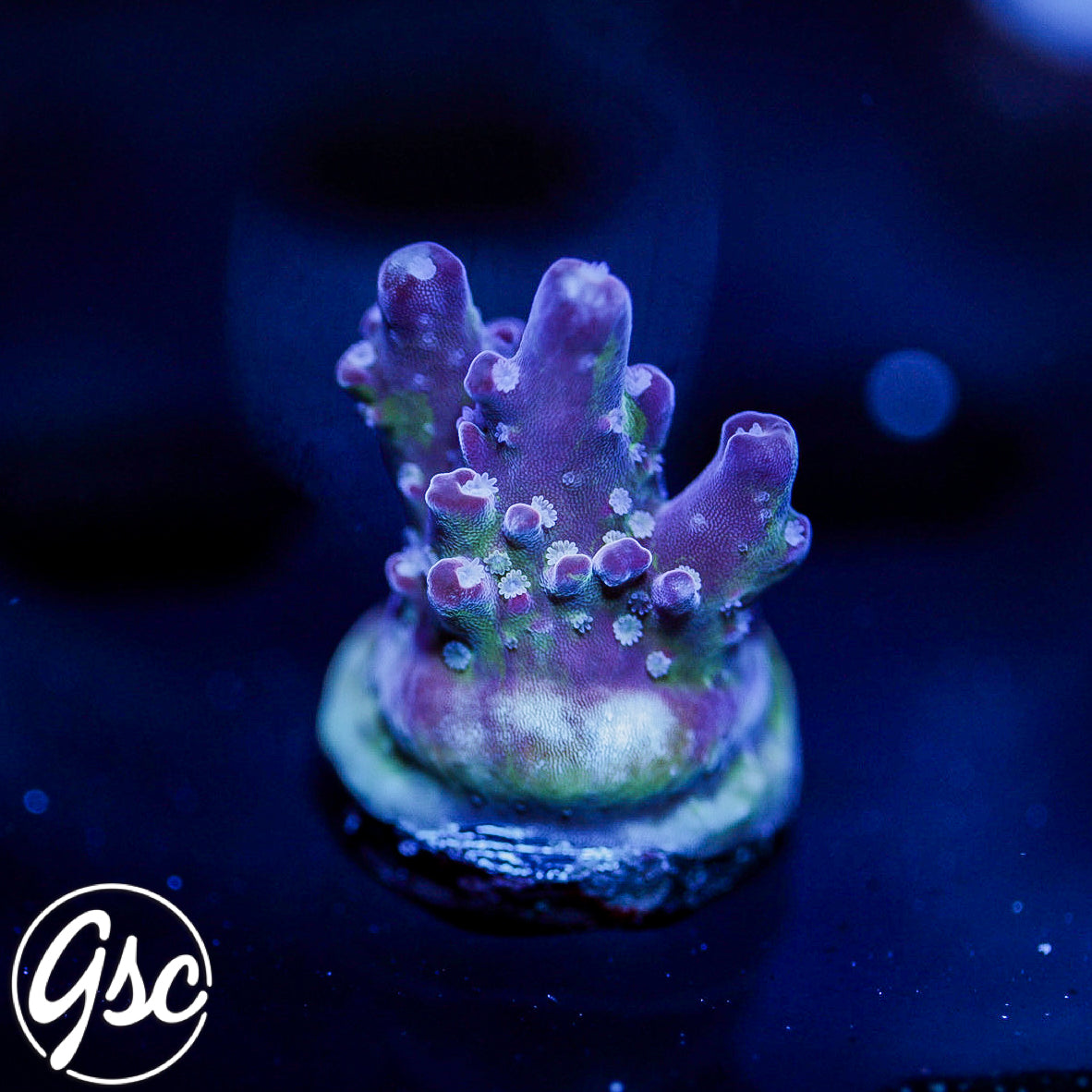 GSC Dizzy Devil Acro #1 (New Release!)