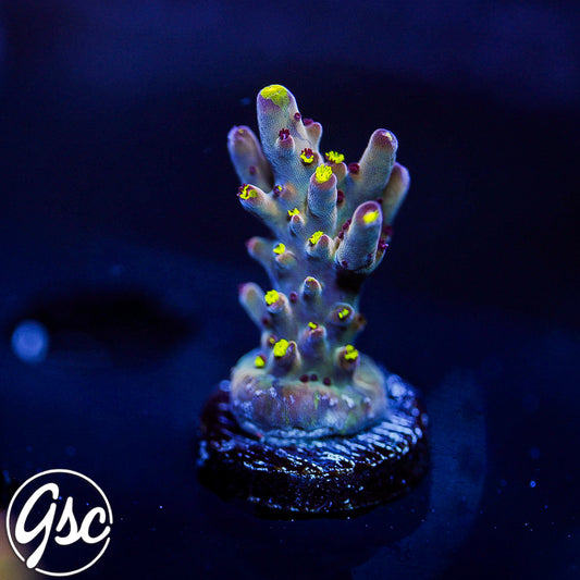 RR Robinhood Acro #1 (Grafted)