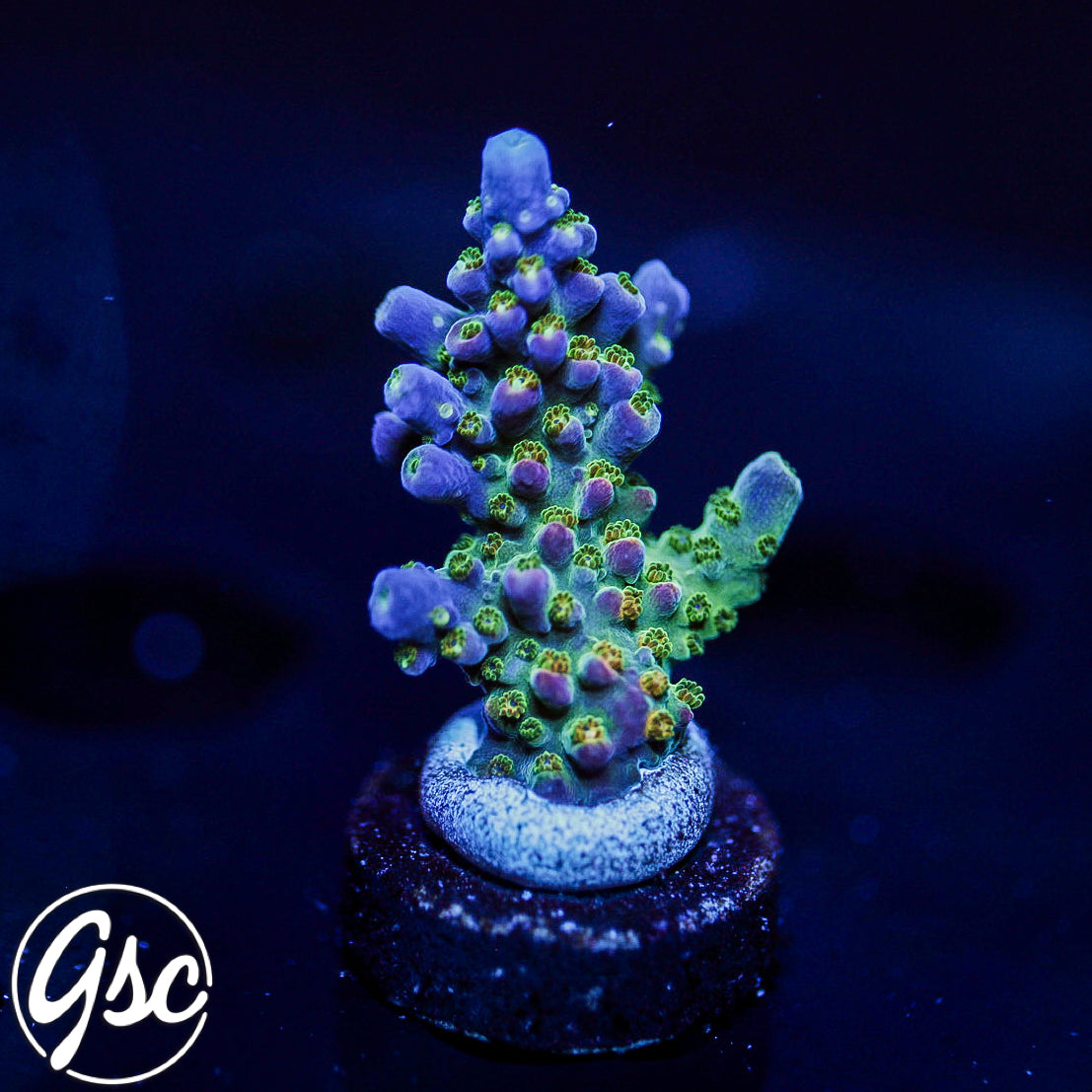 PR Fruity Pebbles Acro #1