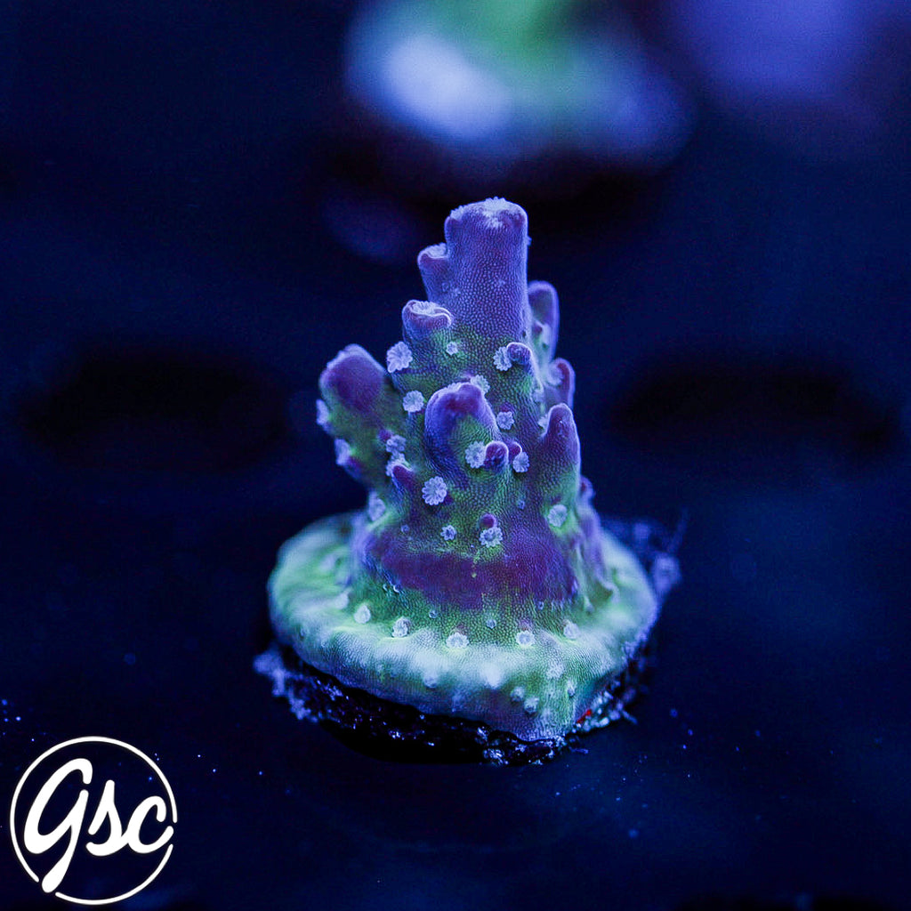 GSC Dizzy Devil Acro #3 (New Release!)