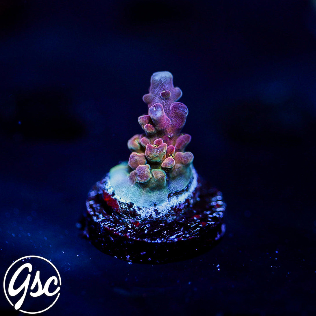 POTO Flamethrower Acro #4