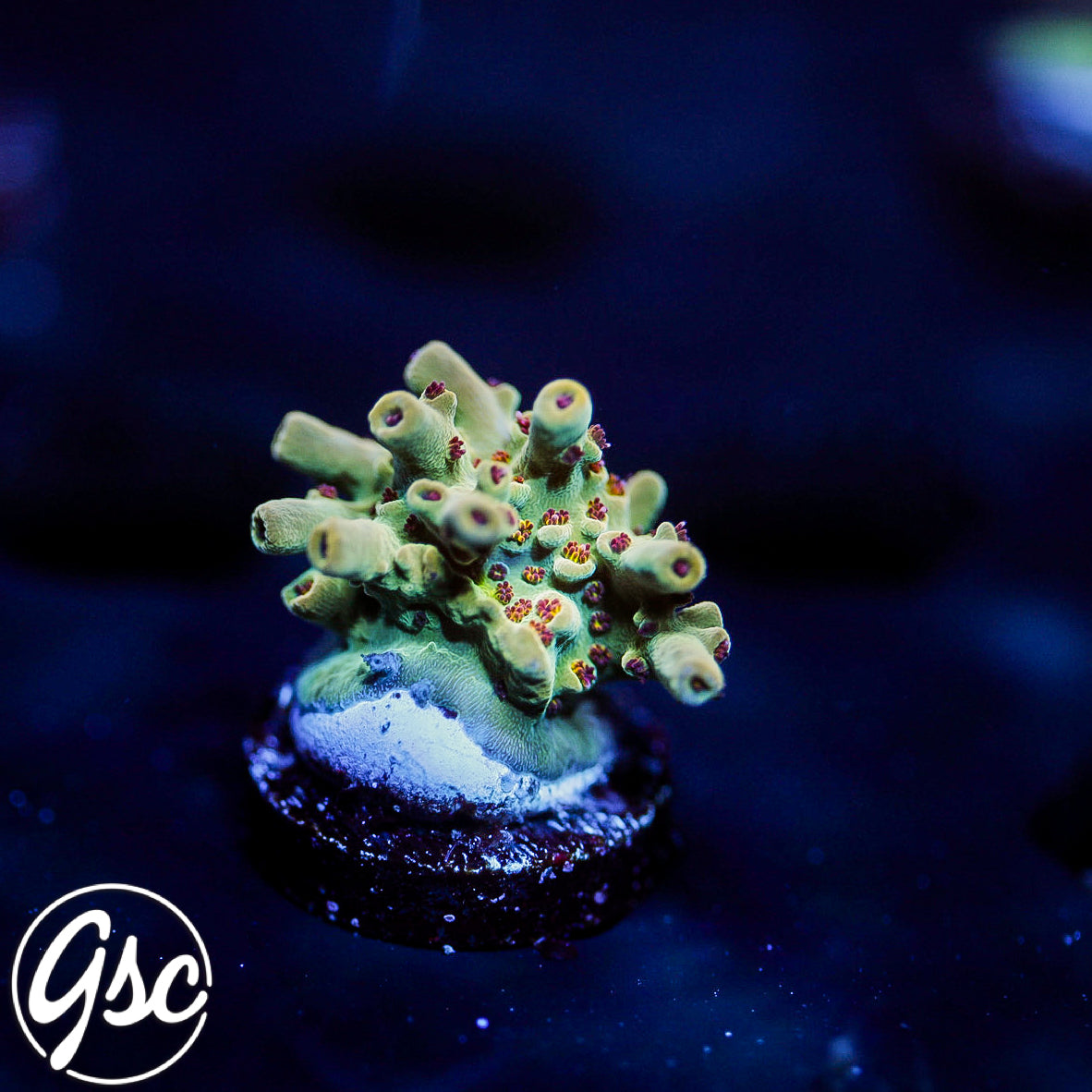 RMF Red Devil Acro #2