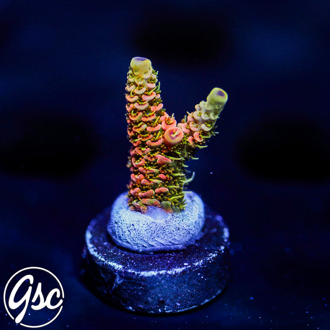ASD Rainbow Millie Acro #3