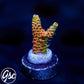 ASD Rainbow Millie Acro #3