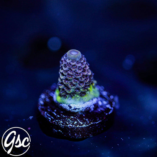 DCA Eisenberg Acro #2
