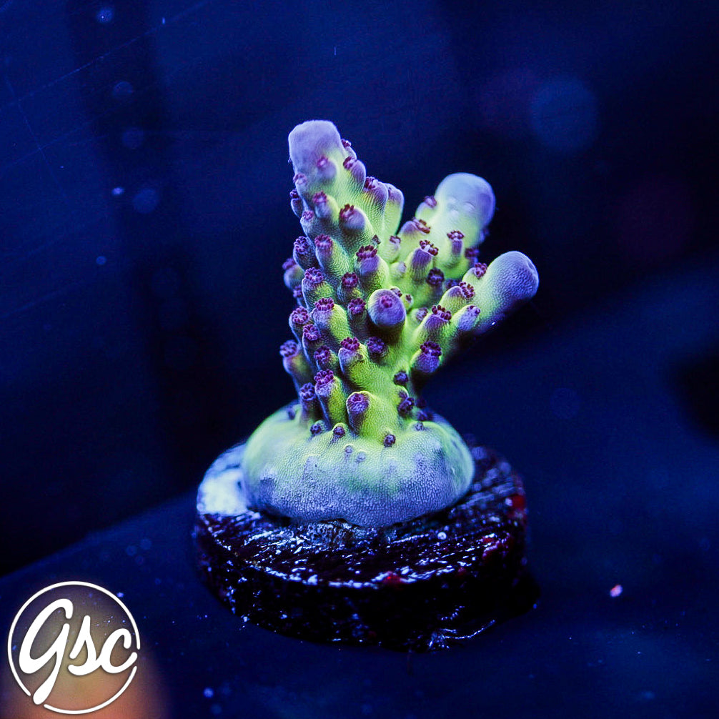 GSC Rainbow Delight 2.0 Acro #1