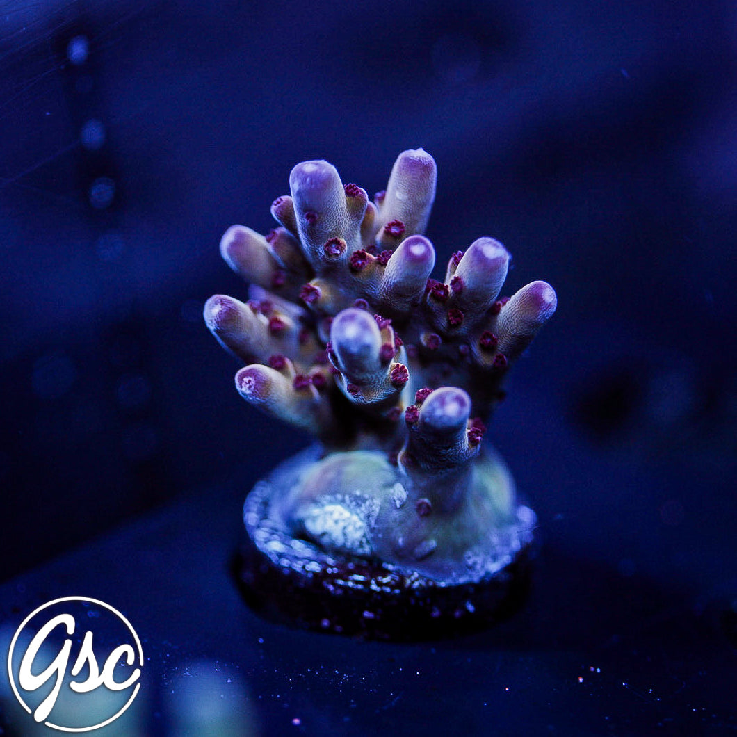 RR Robinhood Acro #4 (non-grafted)