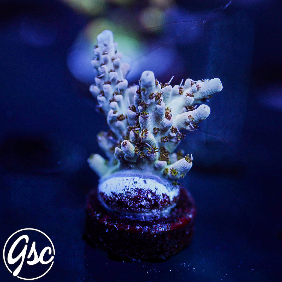 GSC Ivory Dream Acro #1 (New Release)