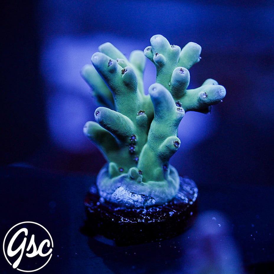 WWC White Walker Acro #2