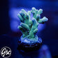 WWC White Walker Acro #2