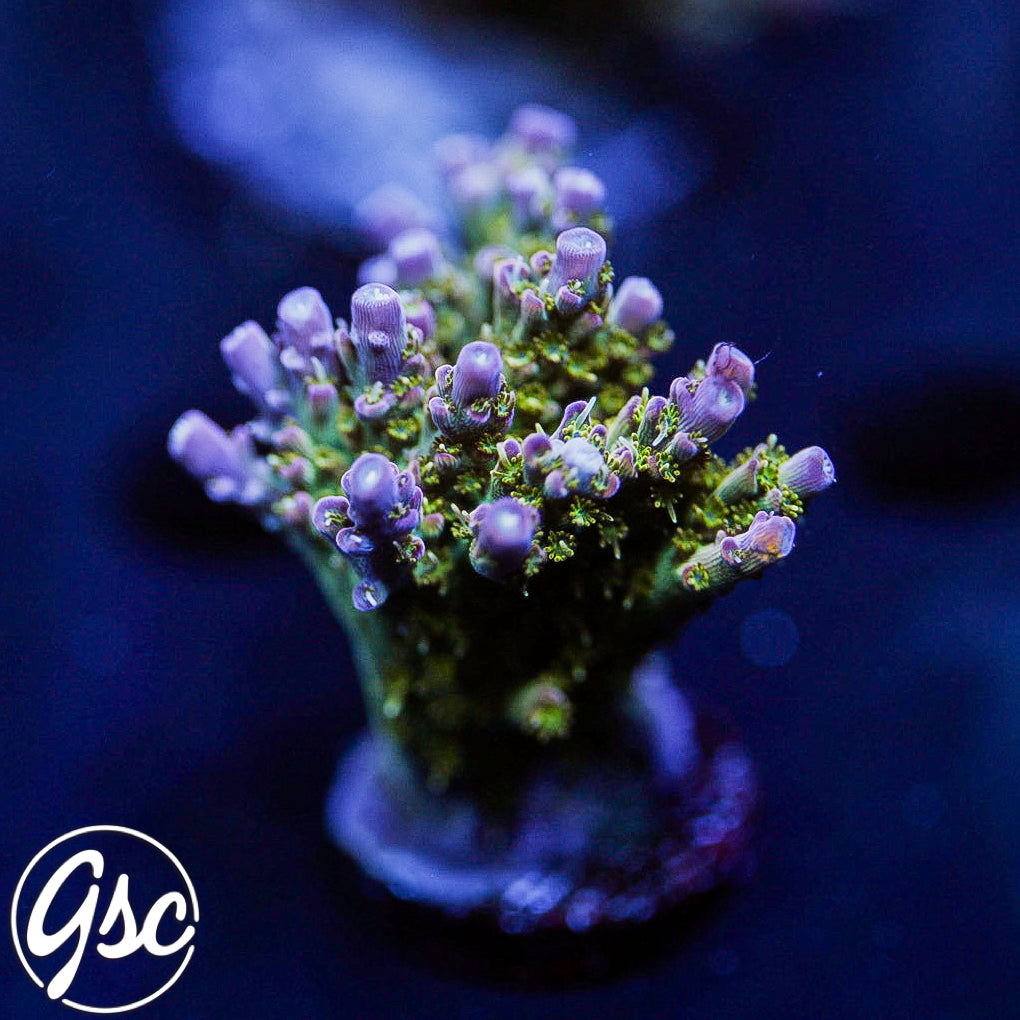 TSA The Fuzz Acro #2 (Chunky)