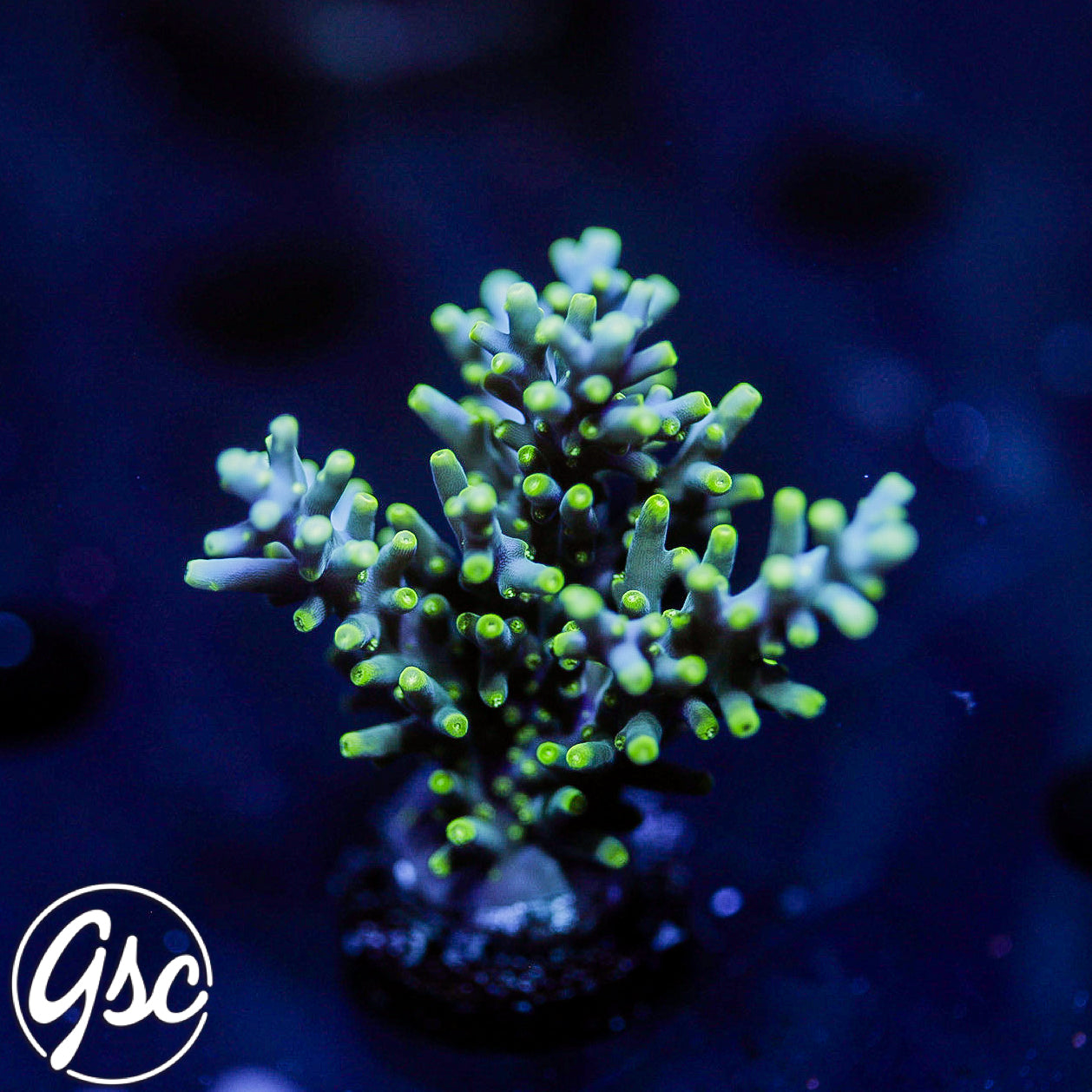 GSC Green Green-Eyed Dragon Acro #1