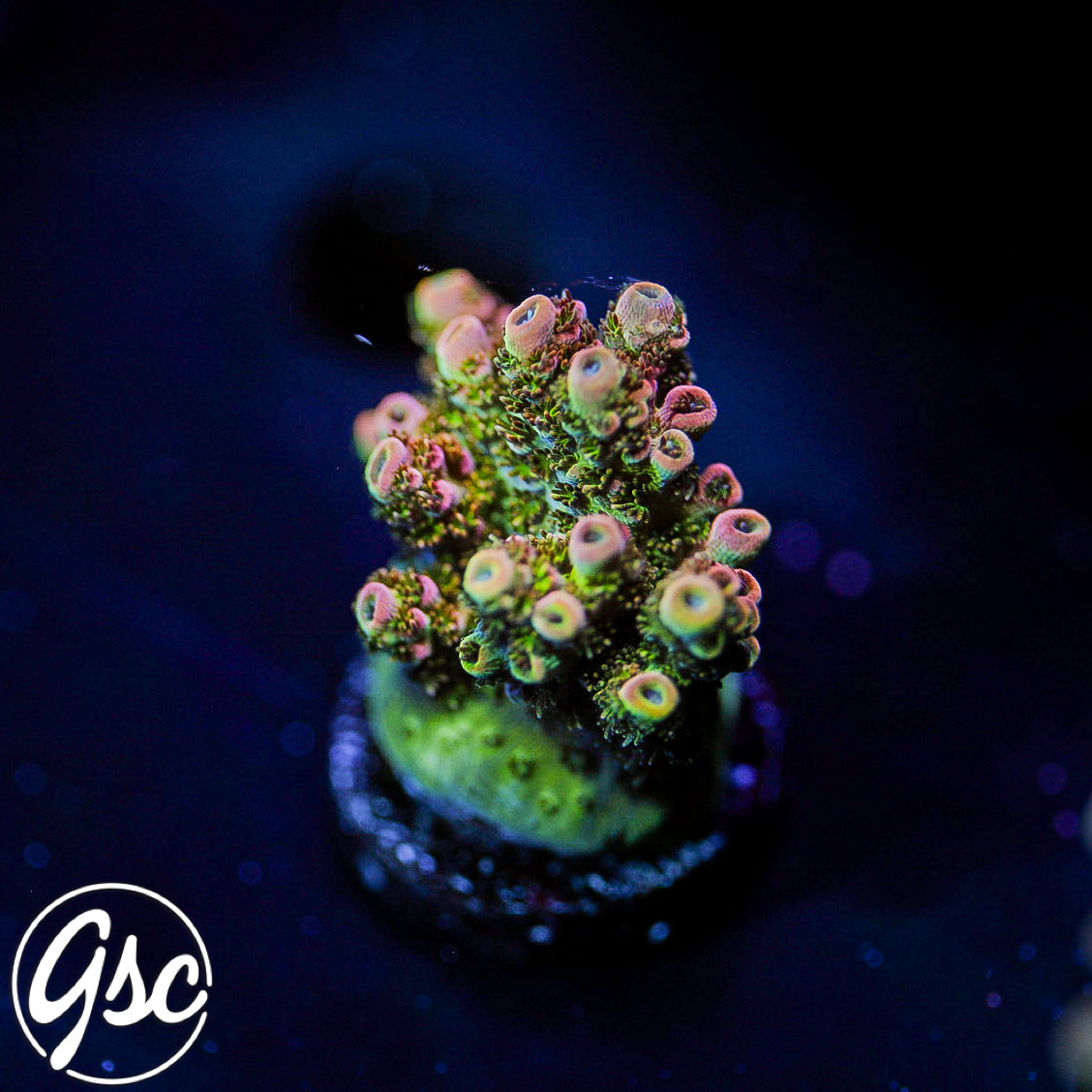 PC Superman Acro #2 (Tabling)