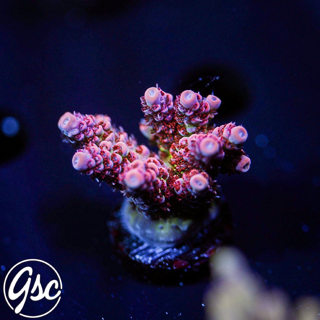 TSA Princess Peach Acro #2 (Chunky)