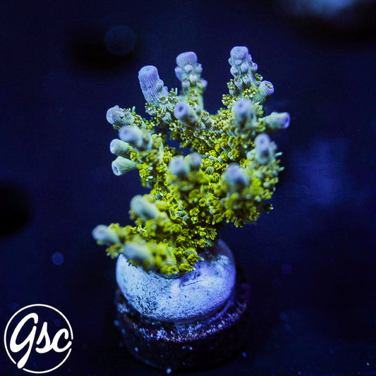 POTO Side Chick Acro #3