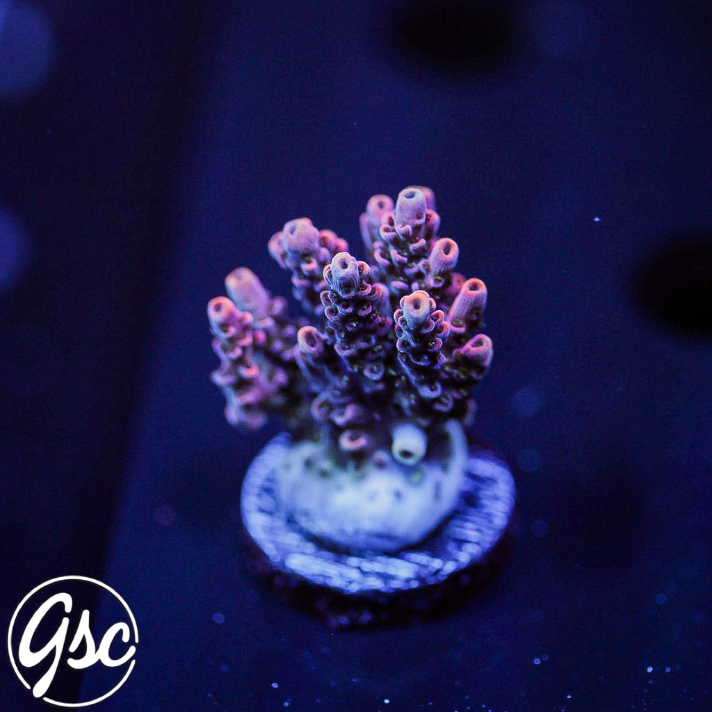 GSC Plasma Prism Acro #2 (Hyacinthus) -  NEW RELEASE
