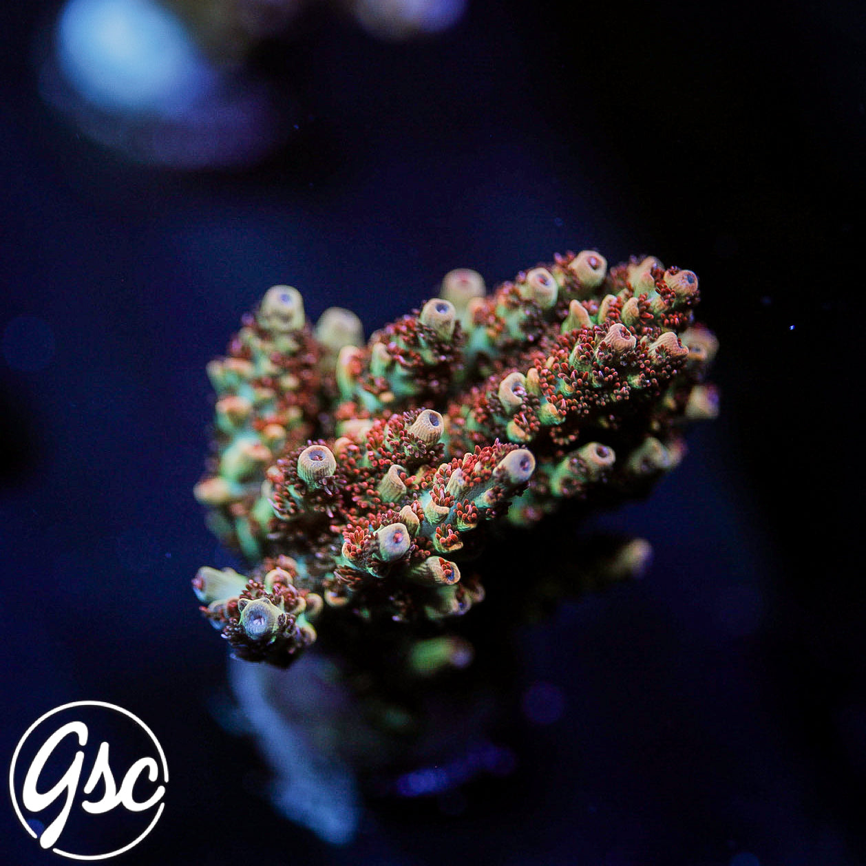 GSC Cell Max Acro #4 (Super Chunky)