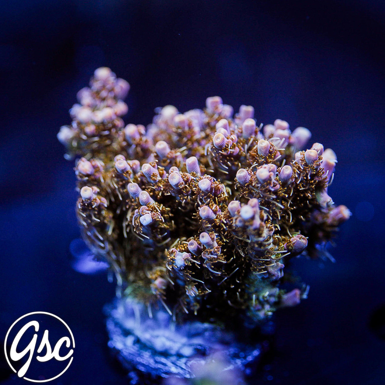 CC Voodoo Magic Acro #2 (Super Chunky)