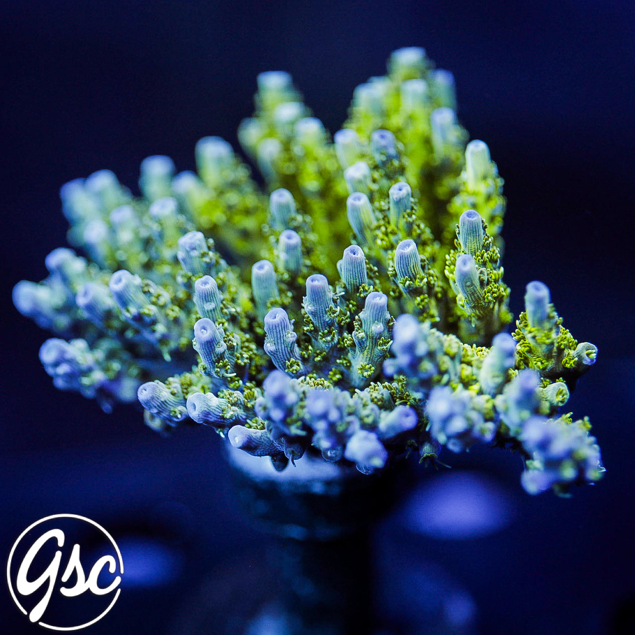 POTO Side Chick Acro #4 (Mini Colony)