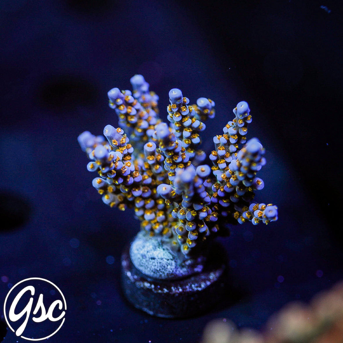 WWC All Star Acro #2 (Chunky)