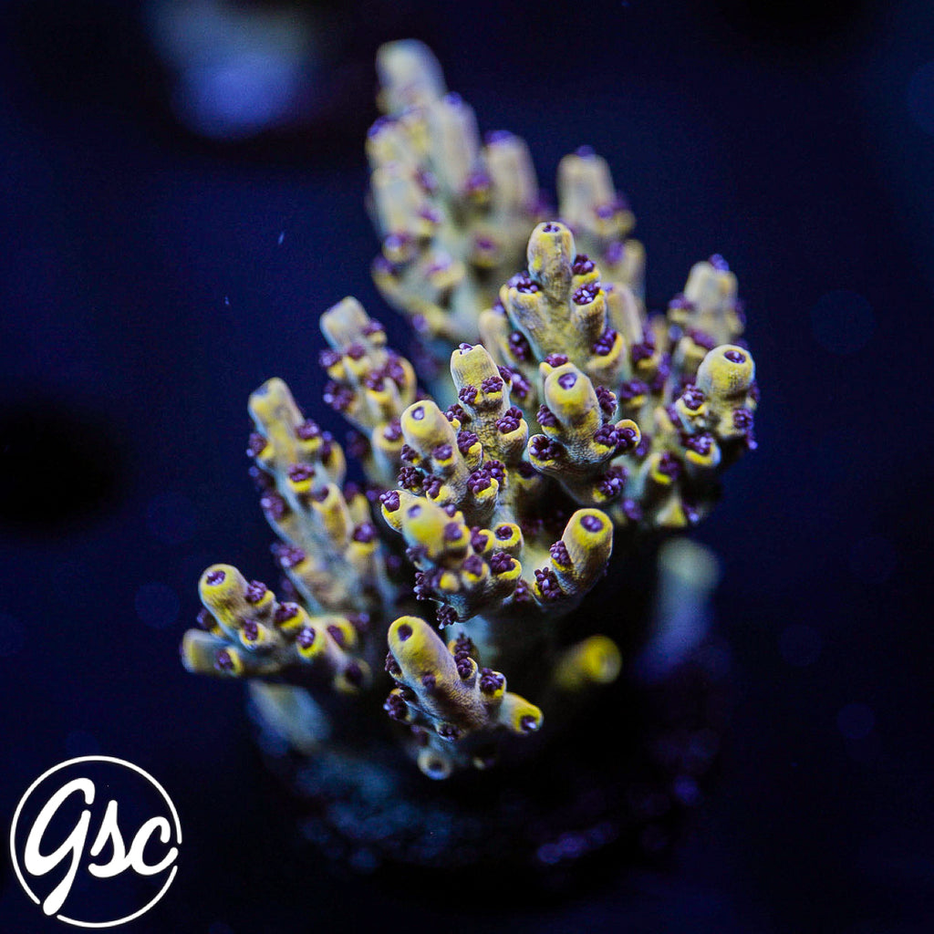 UC Pikachu Acro #2 (Super Chunky)