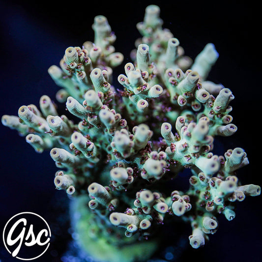 Gregs Unicorn Acro #3 (Super Chunky - Mini Colony)