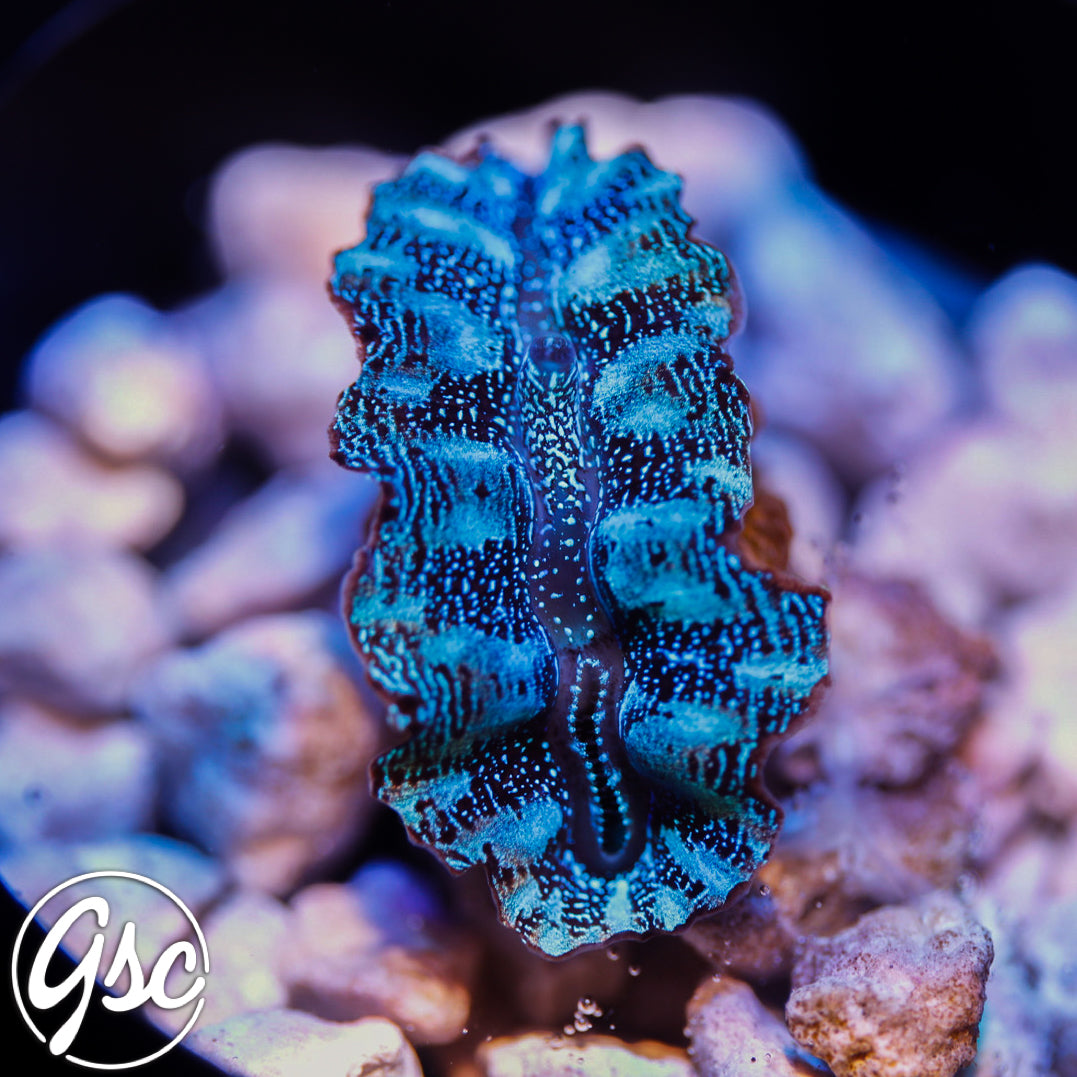 Ultra Blue Crocea Clam #1 (2" Cultured)