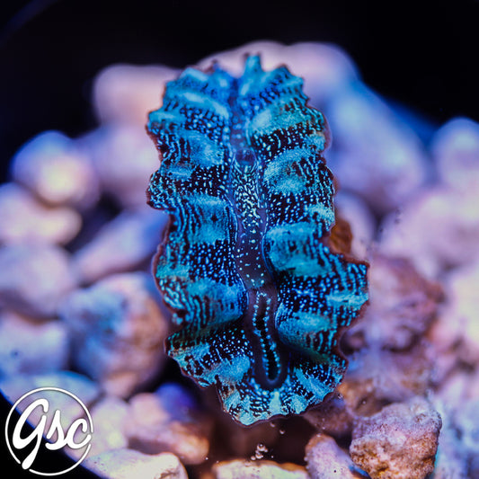 Ultra Blue Crocea Clam #1 (2" Cultured)