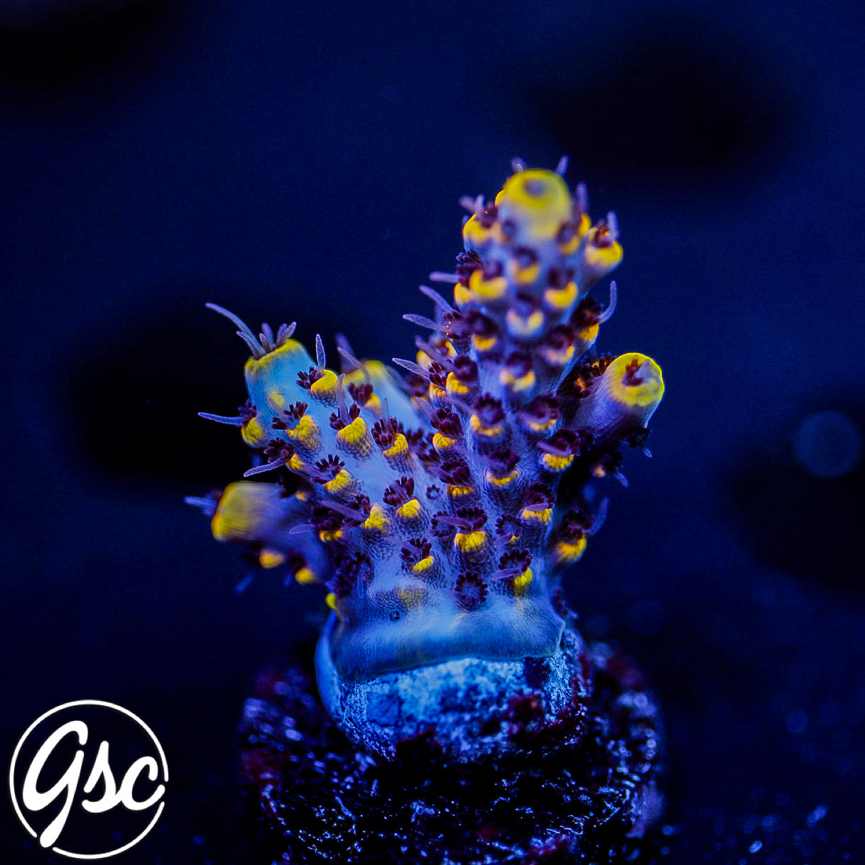 Z's Blue Floyd Acro #1