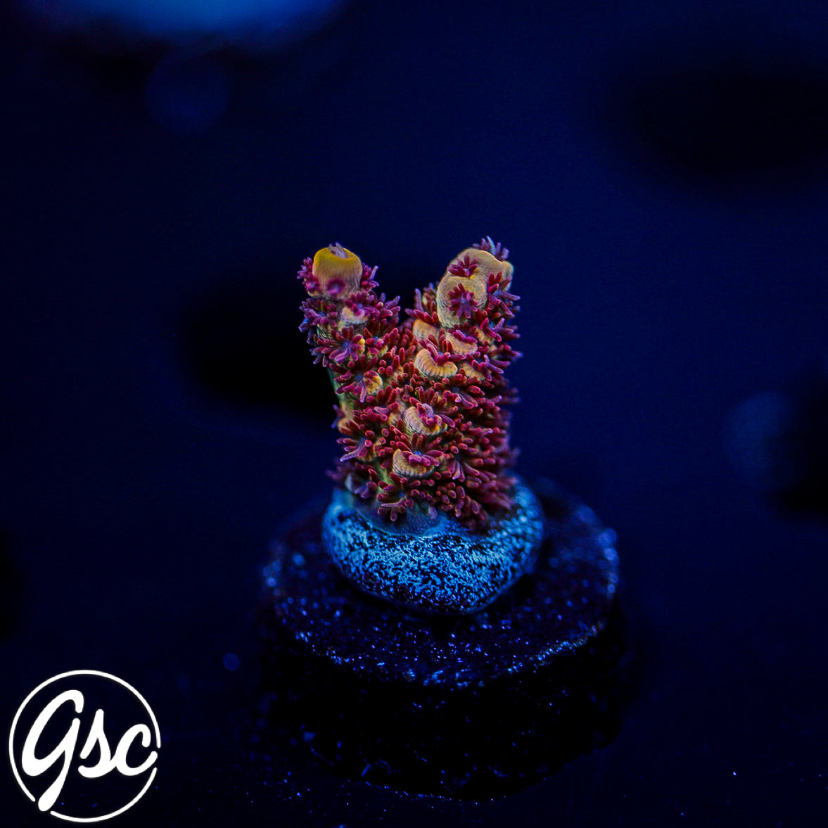 TGC Mercury Rising Acro #1 (Prostrata)