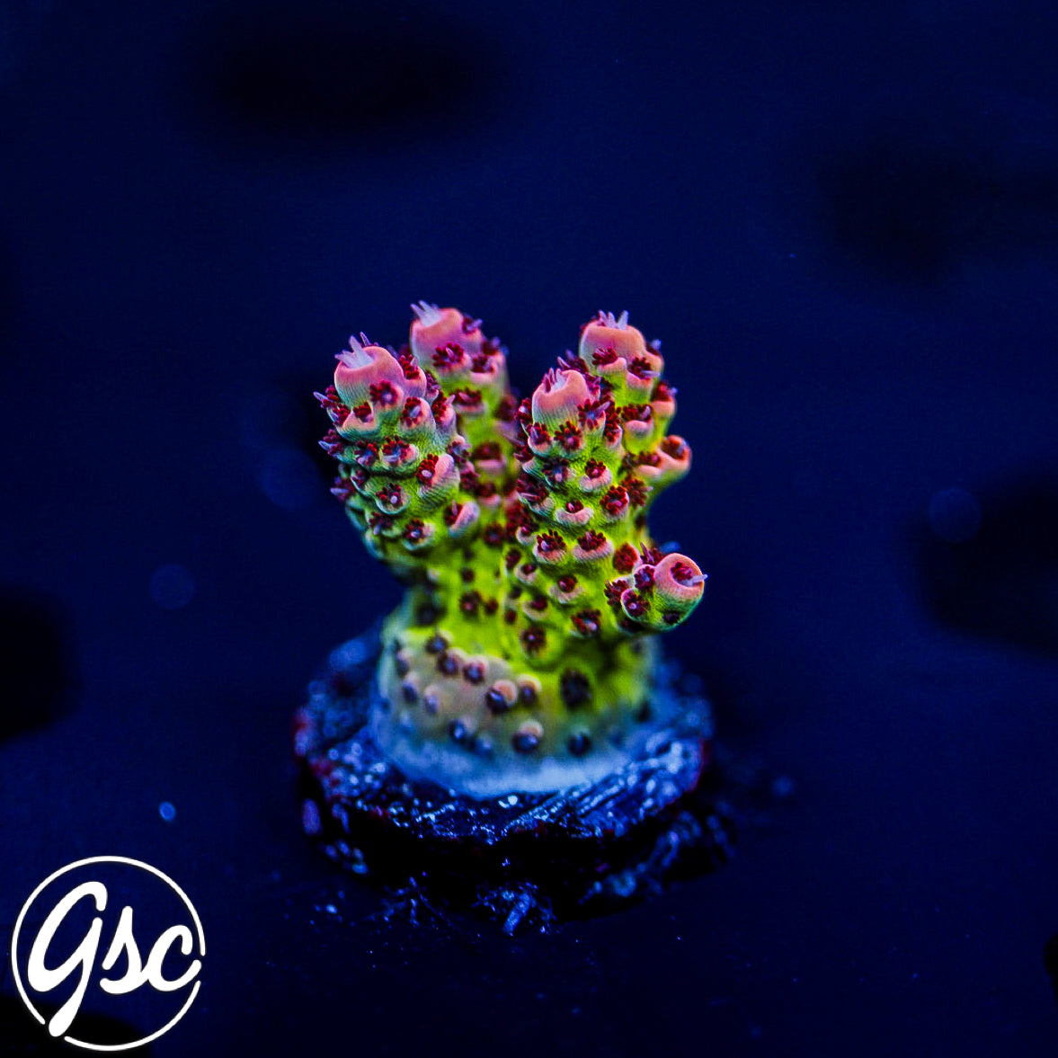 TSA Princess Peach Acro #1