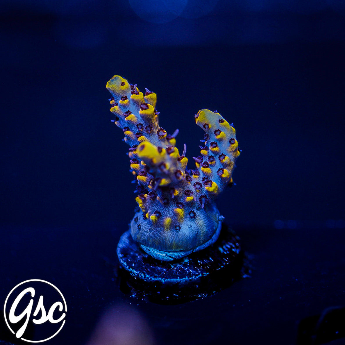 Z's Blue Floyd Acro #2